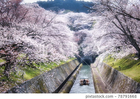 Lake Biwa Canal Hydrophobic Cherry Blossom 2021 Lake Biwa Canal Hydrophobic Cherry Blossom 2021 78791668