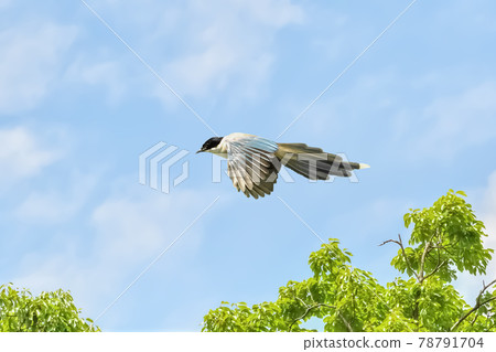 Azure-winged magpie (Onaga) 78791704