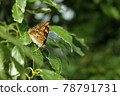 Komurasaki Butterfly 3 78791731