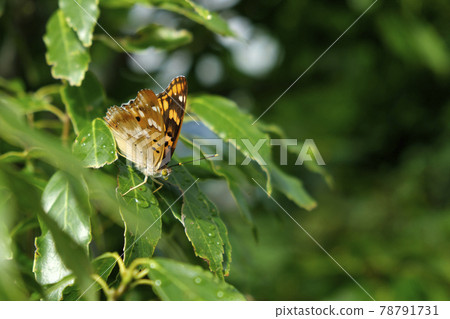 Komurasaki Butterfly 3 78791731