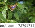 Komurasaki Butterfly 2 78791732