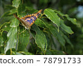 Komurasaki Butterfly 1 78791733