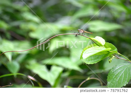 基於草的 Lyriothemis 厚皮動物 基於草的 Lyriothemis 厚皮動物 78791762