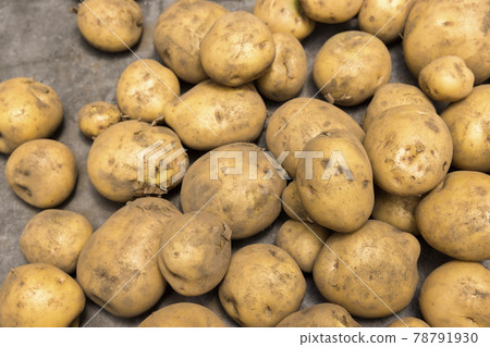 Potato harvest image Kita Akari Potato harvest image Kita Akari 78791930