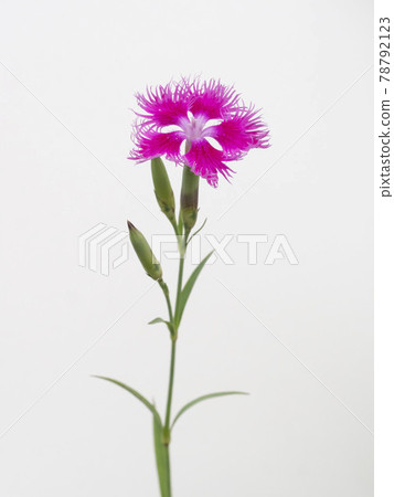 Kawaranadeshiko flowers on a white background Kawaranadeshiko flowers on a white background 78792123
