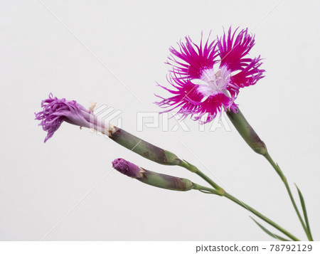 Kawaranadeshiko flowers on a white background Kawaranadeshiko flowers on a white background 78792129