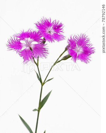 在白色背景上的 Kawaranadeshiko 花 78792146