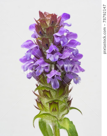 白色背景 Kagosou 花 78792147