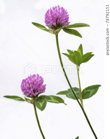 Red clover flowers on a white background Red clover flowers on a white background 78792151