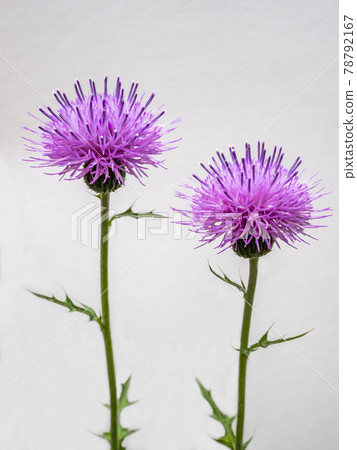 Cirsium japonicum flowers on a white background 78792167