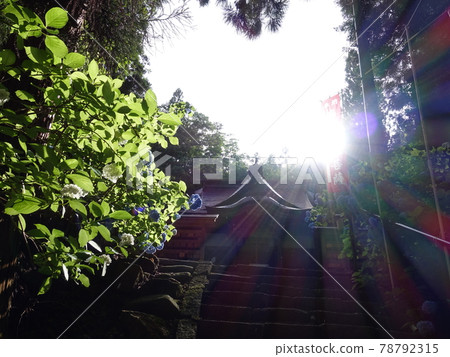 Hydrangea in full bloom Hydrangea Deshiomonjudo Hydrangea in full bloom Hydrangea Deshiomonjudo 78792315