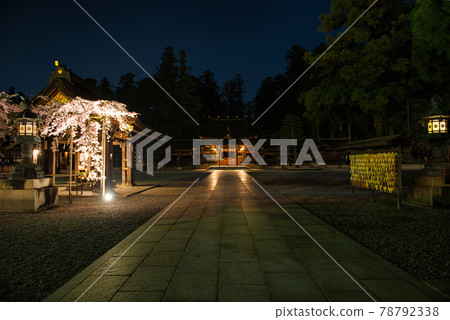 Hikone Taga Taisha Sakura 2021 Hikone Taga Taisha Sakura 2021 78792338