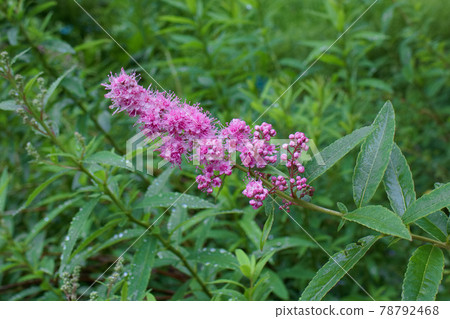 Hozakimotsuke 78792468