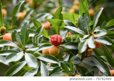 Bayberry in early summer 78792469