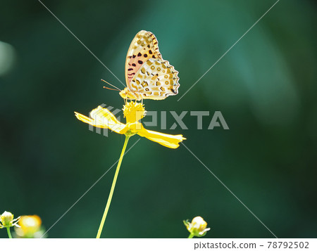 蝴蝶抽花蜜 蝴蝶抽花蜜 78792502