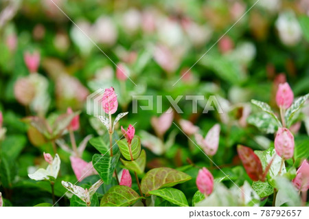 Color Leaf Hatsuyuki Kazura 2 Color Leaf Hatsuyuki Kazura 2 78792657