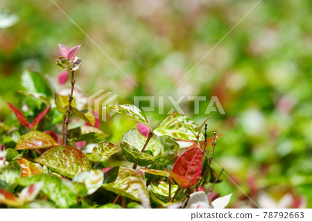 Color Leaf Hatsuyuki Kazura 15 Color Leaf Hatsuyuki Kazura 15 78792663