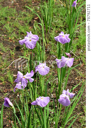 First mirror, irises First mirror, irises 78792711
