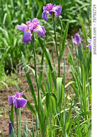 Shien / Iris 78792714