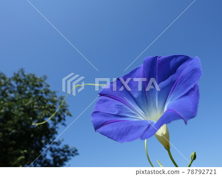 Morning glory morning glory morning glory Morning glory morning glory morning glory 78792721