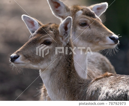 Portrait with a blurred background of two fallow deer cows Portrait with a blurred background of two fallow deer cows 78792973