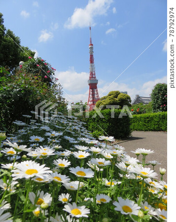 Tokyo Tower seen through the flower beds of Shiba Park 78792974