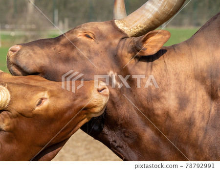 A Watusi cow and a Watusi calf caress each other, scientific name Bos taurus. 78792991
