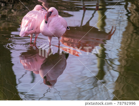 Two pink flamingos, scientific name Phoenicopteridae, rest in the shallow water of a pond. Two pink flamingos, scientific name Phoenicopteridae, rest in the shallow water of a pond. 78792996