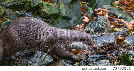 Otter runs fast on stones to get to the moat 78792998