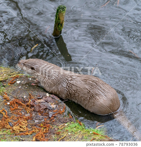 Otter climbs the slippery shore of a pond 78793036