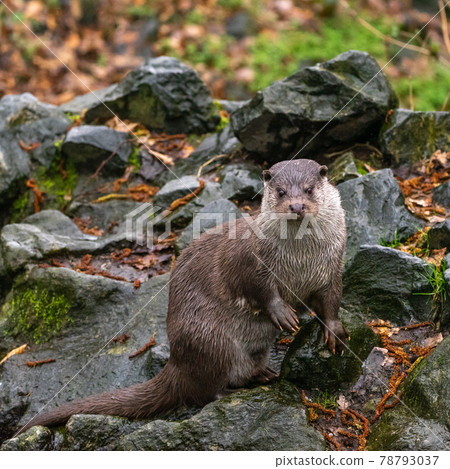 Otter sitting on its hind legs on a stone 78793037