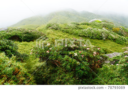 Yakushima Ishikusuhana near Hiraishi Iwaya in Yakushima Gas Yakushima Ishikusuhana near Hiraishi Iwaya in Yakushima Gas 78793089