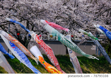 鯉魚旗春紋 鯉魚旗春紋 78793108