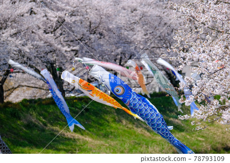 鯉魚旗春紋 鯉魚旗春紋 78793109