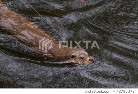 Otter swims fast and manoeuvrable through a pond Otter swims fast and manoeuvrable through a pond 78793372