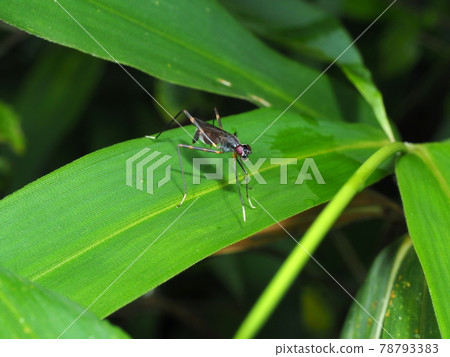 生態形象, Polistes chinensis 生態形象, Polistes chinensis 78793383