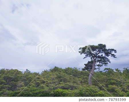 沼津千本濱公園 78793399