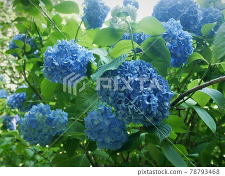 繡球花盛開 繡球花盛開 78793468