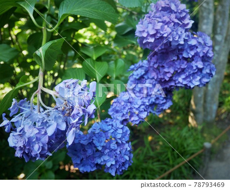 繡球紫色 78793469
