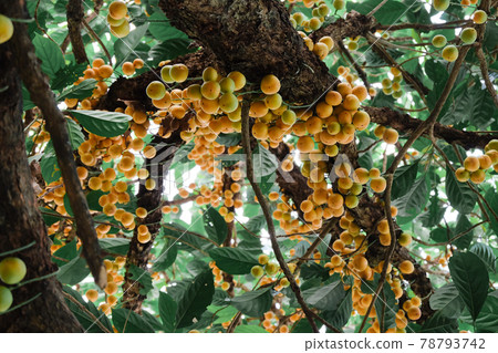 Baccaurea ramiflora Lour or Burmese grape tree , Mafai in Thai, sweet and sour fruit on tree . 78793742