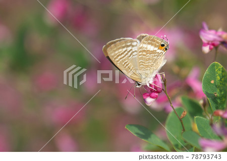 Butterflies sucking honey with Hagi flowers (Pea blue) 78793743