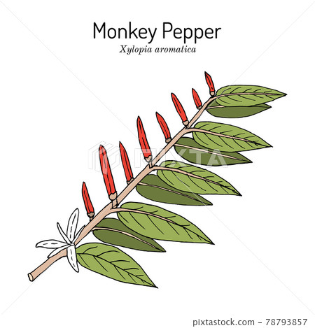 Monkey pepper Xylopia aromatica , spice and medicinal plant 78793857