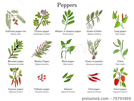 Set of different peppers vector 78793869