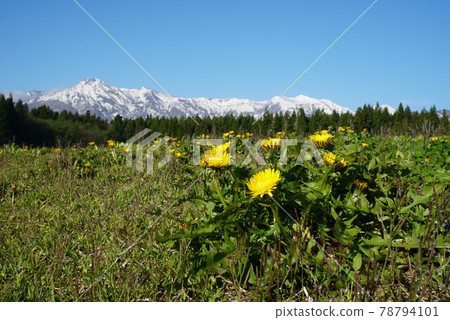 Dandelion blooming road against the backdrop of Mt. Myoko in spring 78794101