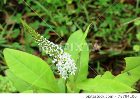 Lysimachia clethroid (hill tiger tail) begins to bloom 78794106