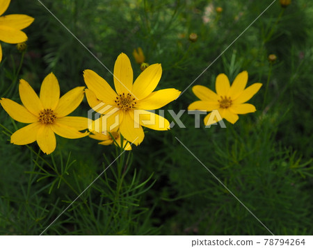 Coleopsis Coleopsis 78794264