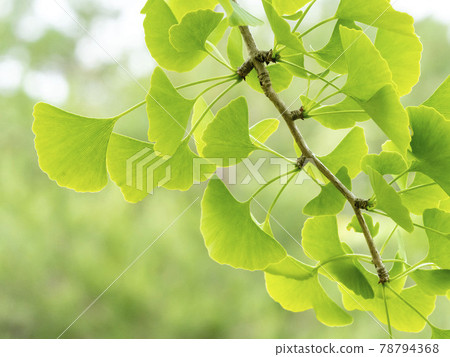 Leaves of ginkgo biloba 78794368