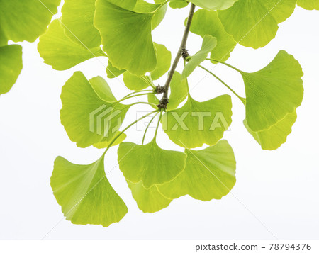 Leaves of ginkgo biloba 78794376