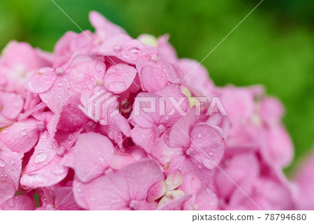 在繡球上感受雨季的祝福 在繡球上感受雨季的祝福 78794680