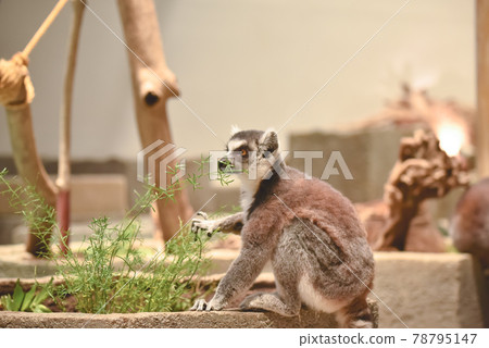 金剛狼狐猴 78795147